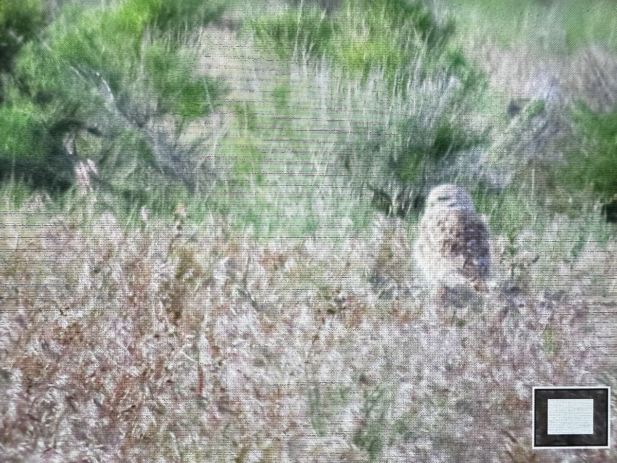 Burrowing Owl - Teri Martine