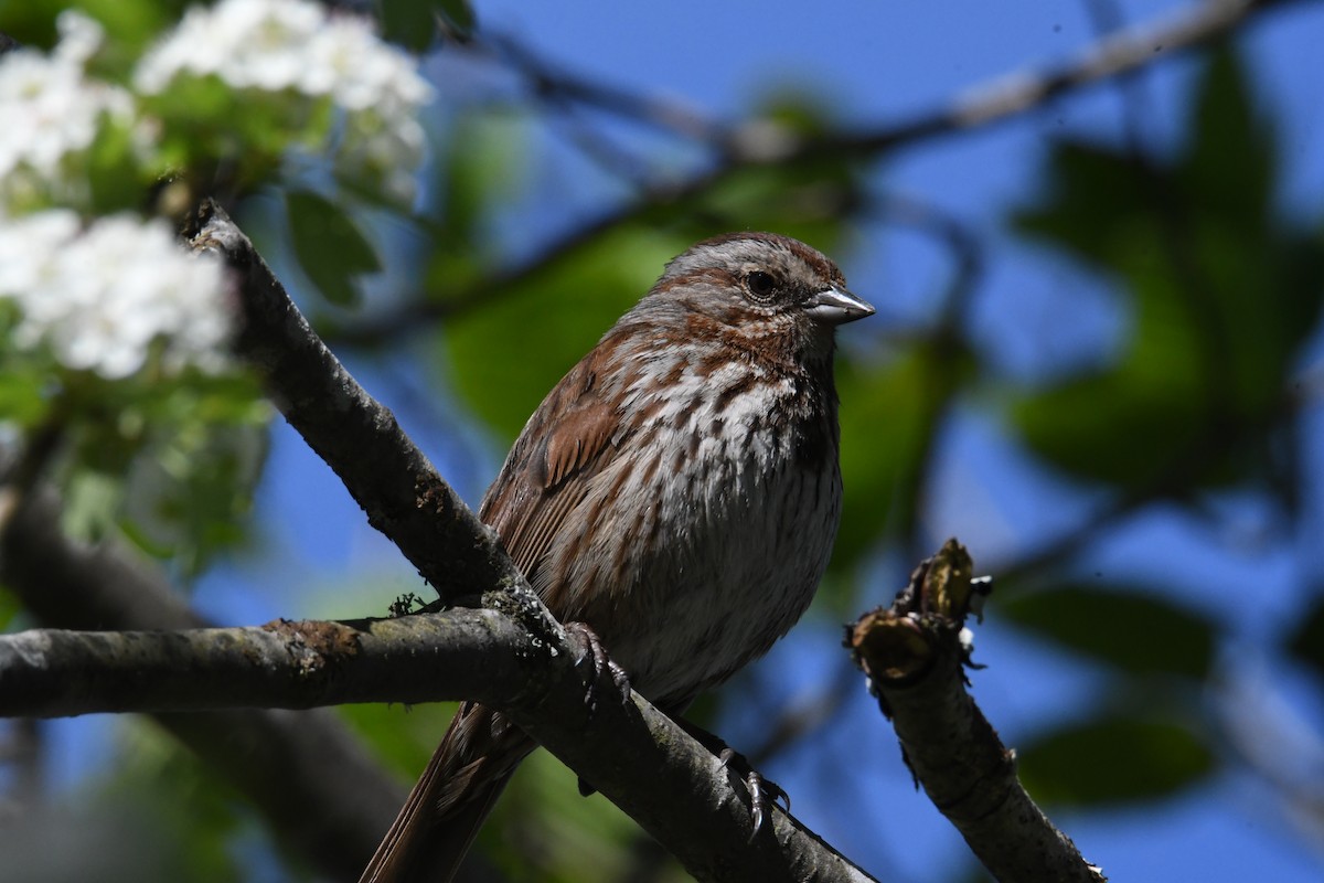 Song Sparrow - John Cooper