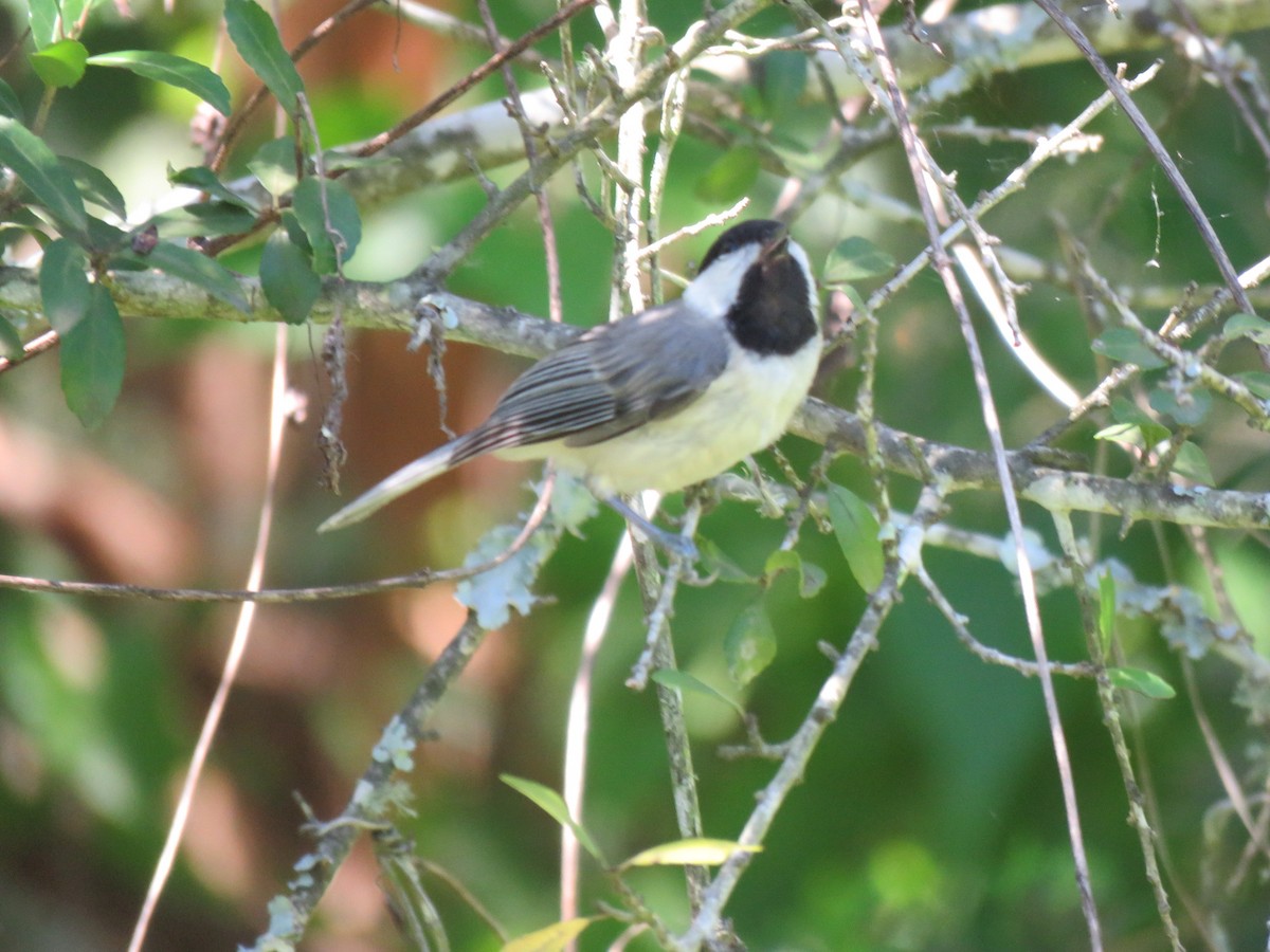 Carolina Chickadee - Mike Major