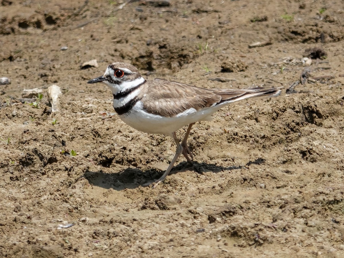 Killdeer - ML619068300