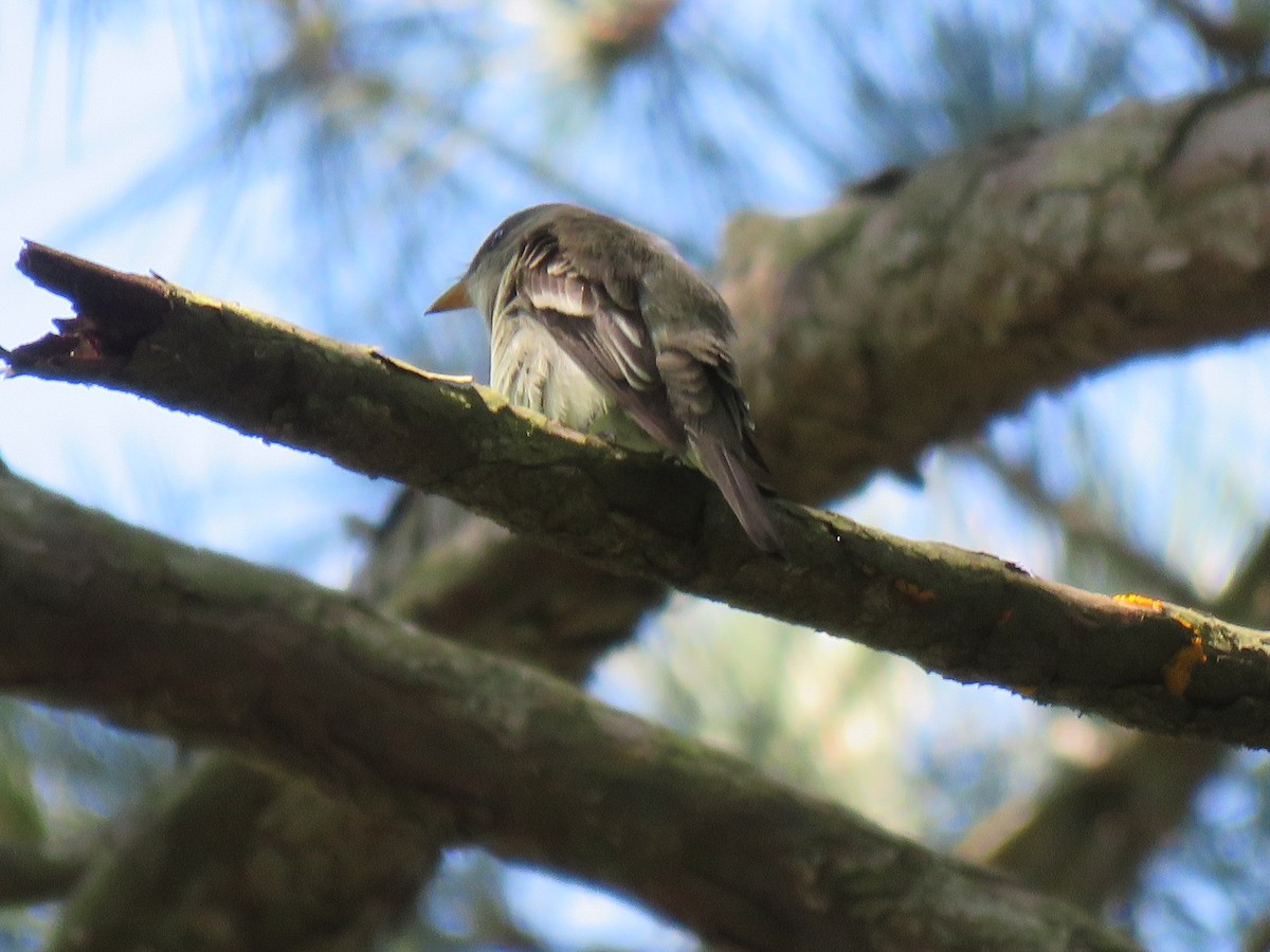 Eastern Wood-Pewee - Mike Major