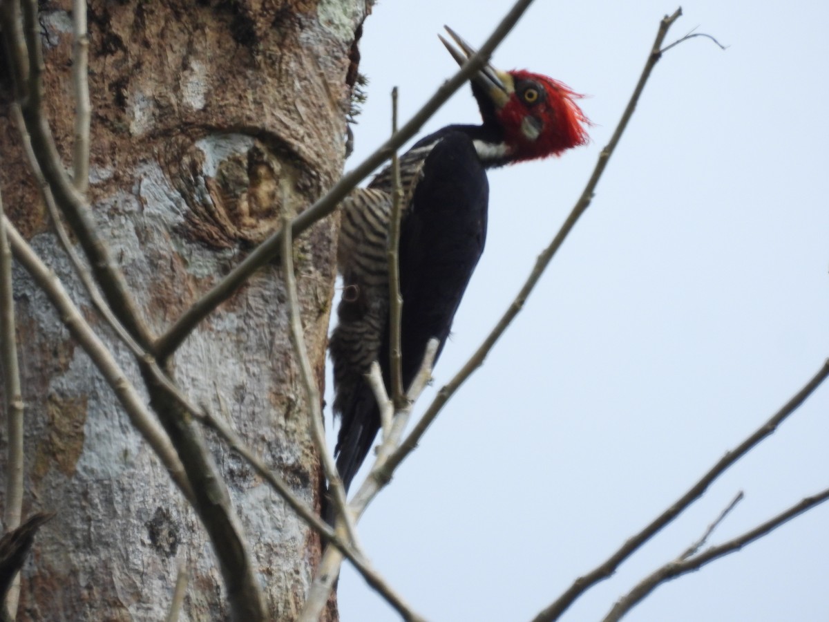 Crimson-crested Woodpecker - Guillermo  Vargas Marulanda