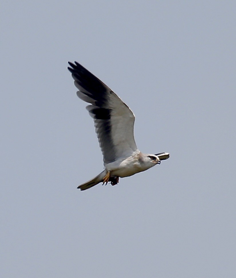 Black-winged Kite - Mark  Hogarth