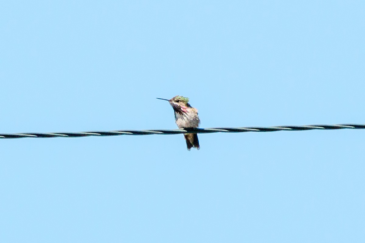 Calliope Hummingbird - Tim Kurtz