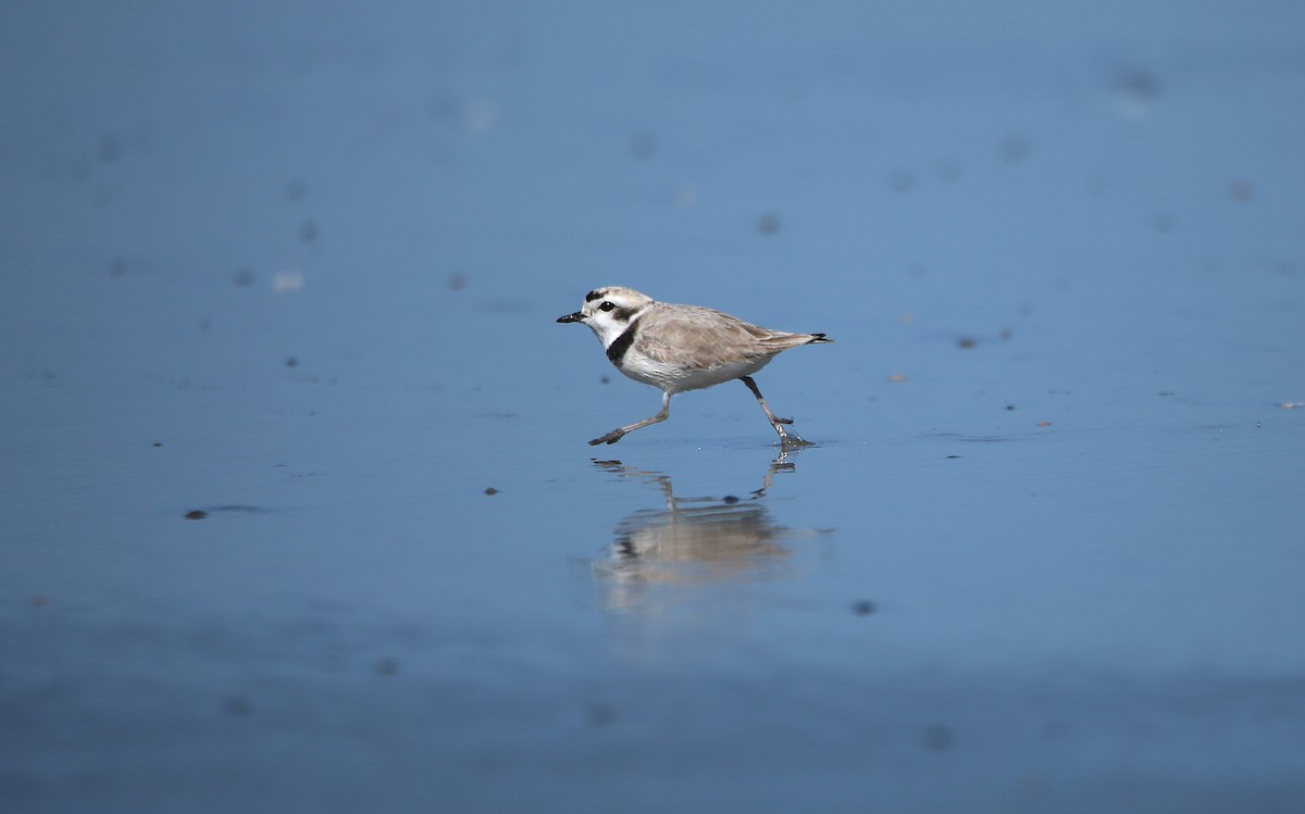 Snowy Plover - ML619068390