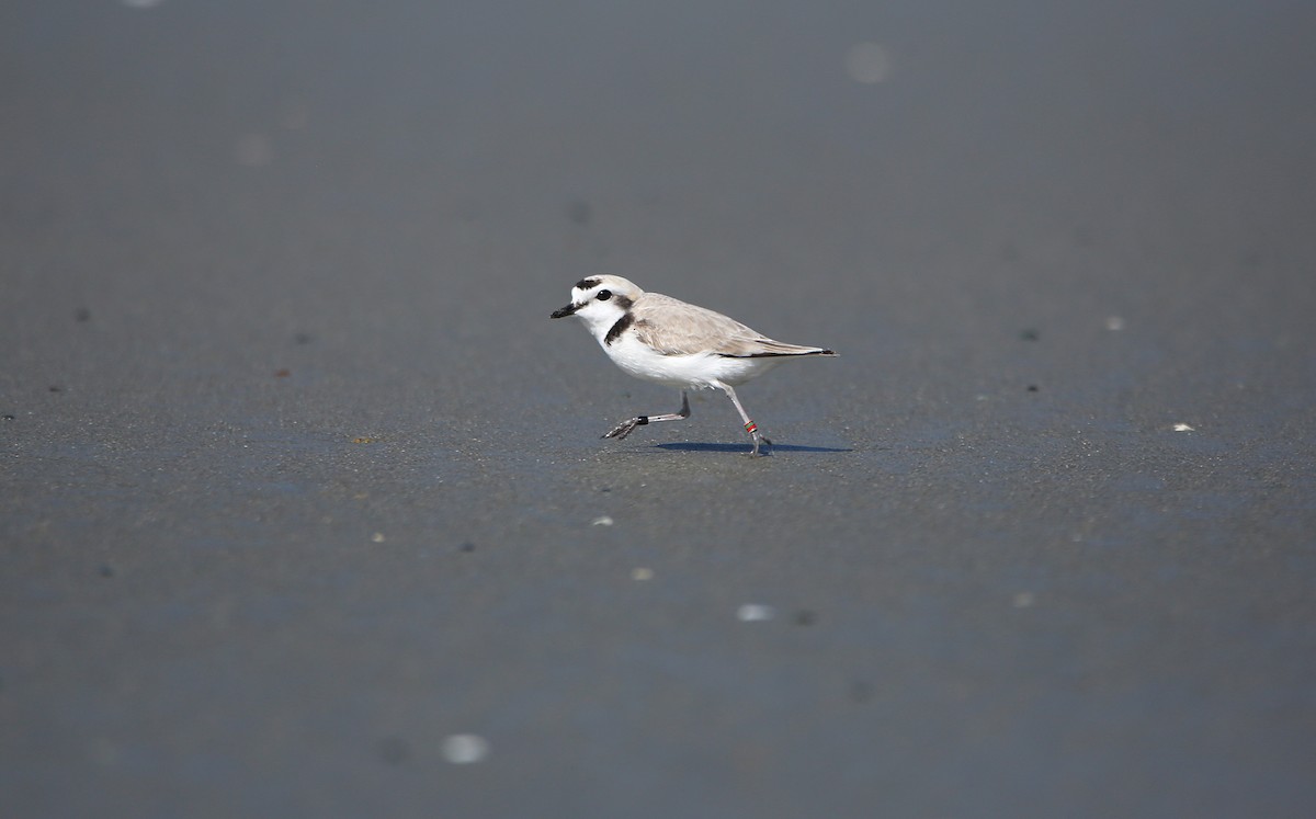 Snowy Plover - ML619068399