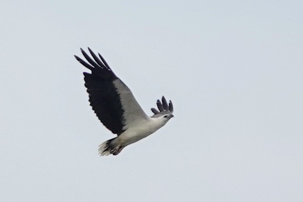 White-bellied Sea-Eagle - Brecht Caers
