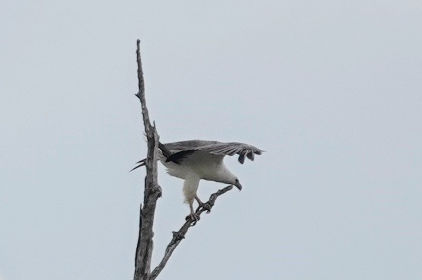 White-bellied Sea-Eagle - Brecht Caers