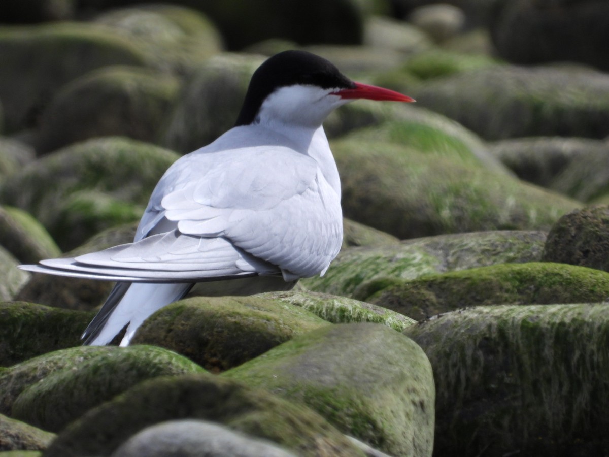 Arctic Tern - Edward Jordan