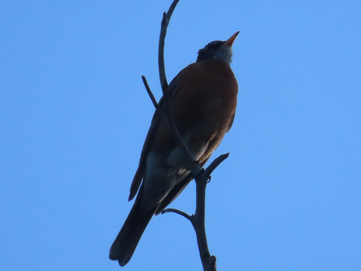 American Robin - Mabel Bredahl