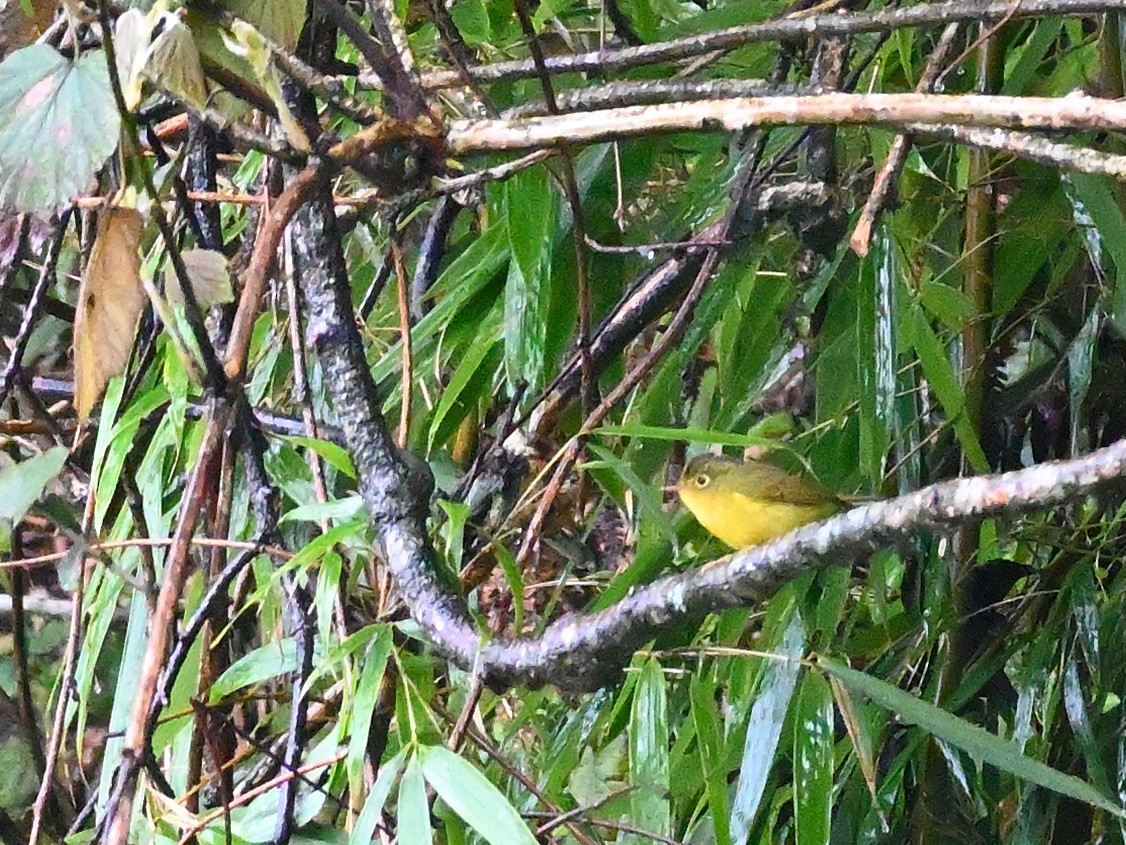 Whistler's Warbler - Anshu Arora