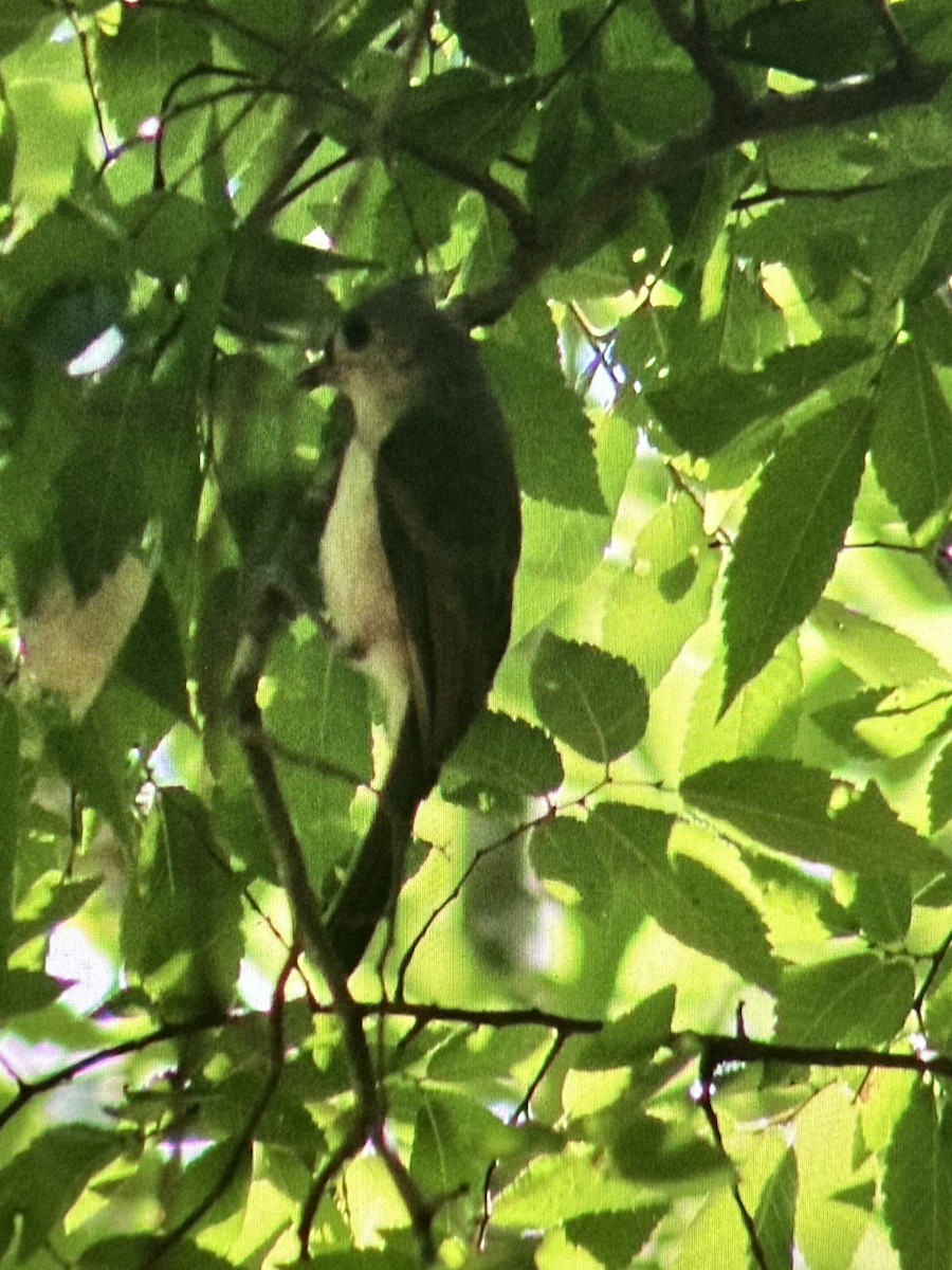 Tufted Titmouse - ML619068492