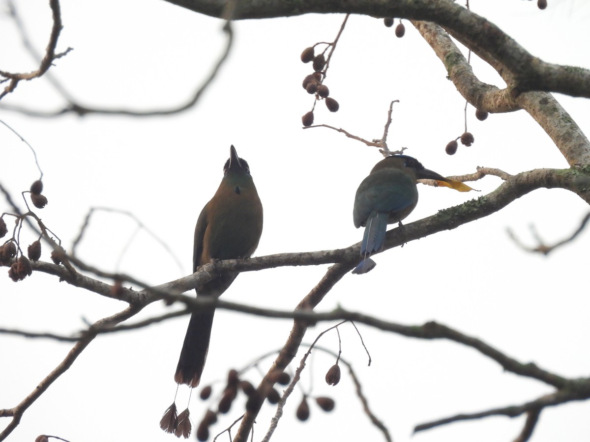 Lesson's Motmot - Manuel Graniel