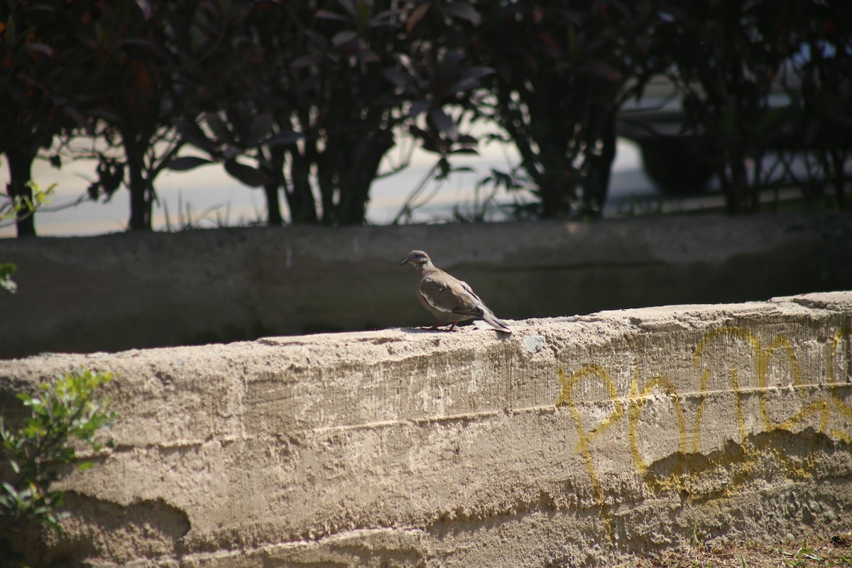 West Peruvian Dove - Andres Aranguren