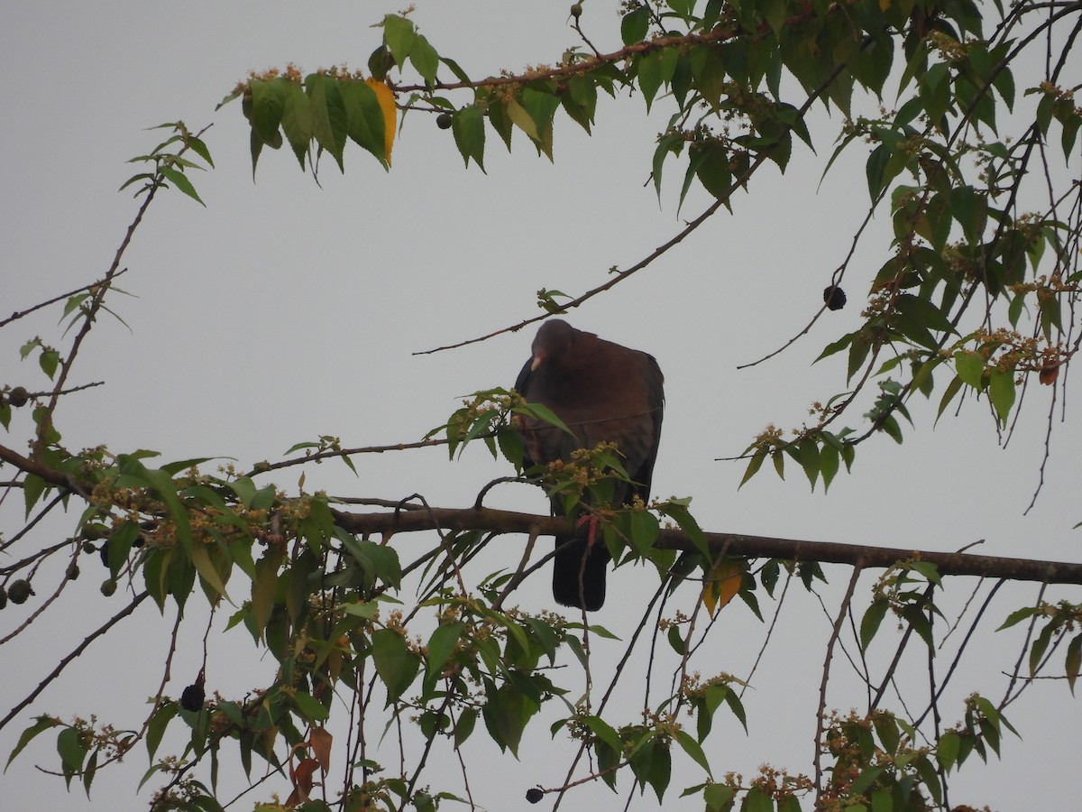 Red-billed Pigeon - Manuel Graniel