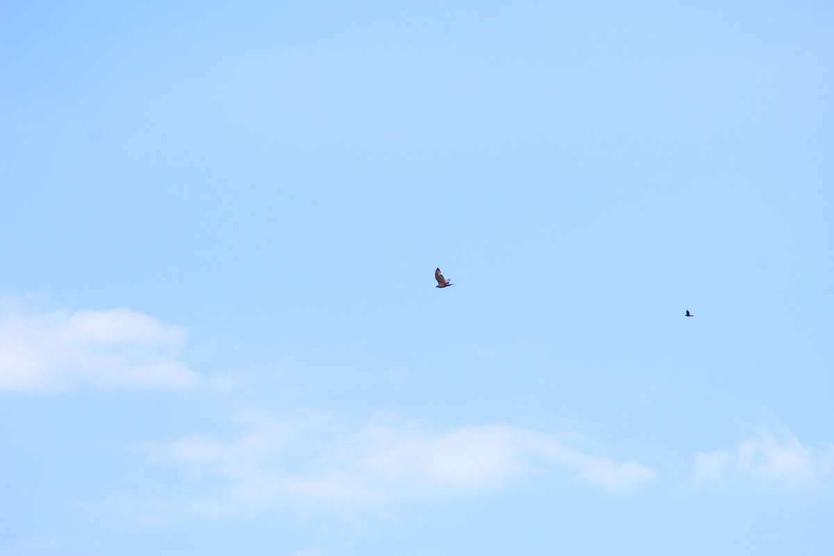 Ferruginous Hawk - JACOB STASSO