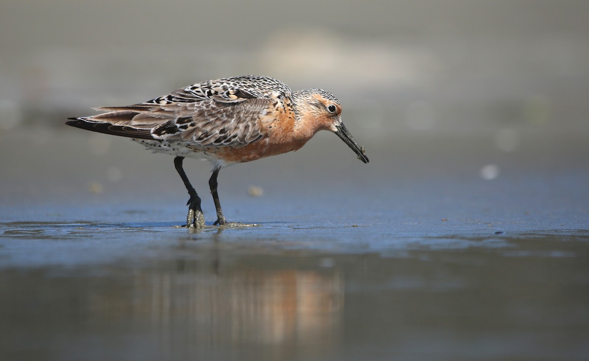 Red Knot - ML619068536