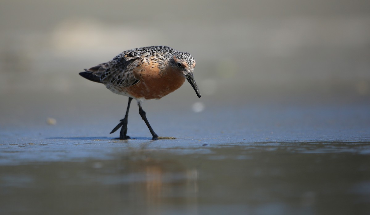 Red Knot - ML619068537