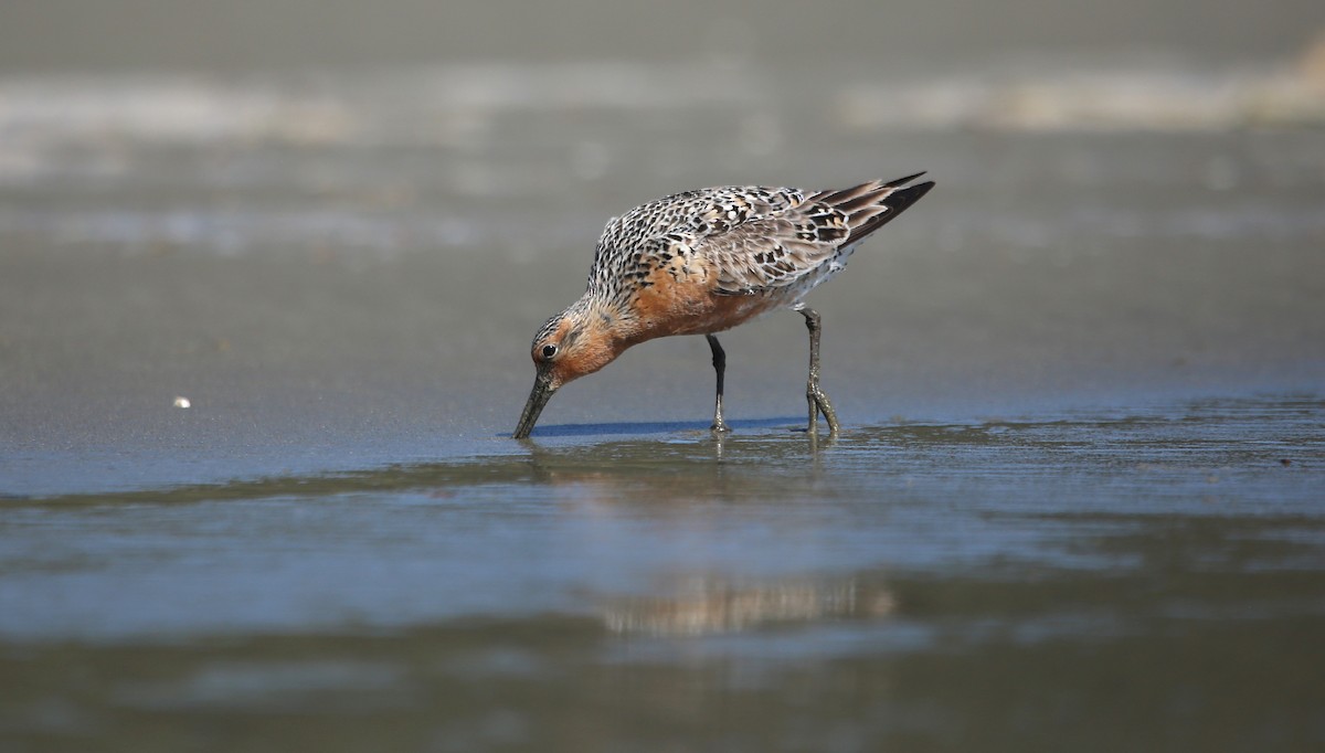 Red Knot - ML619068538