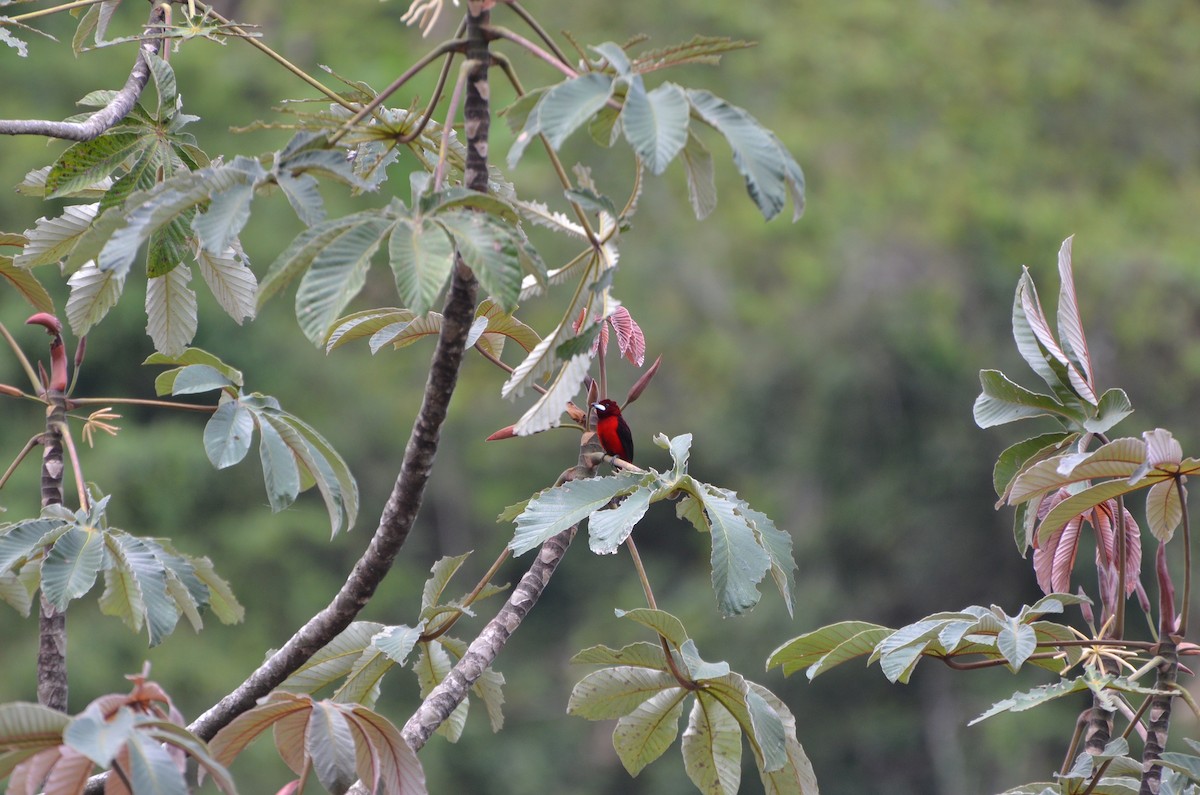 Crimson-backed Tanager - Hugo Tabares Barrera