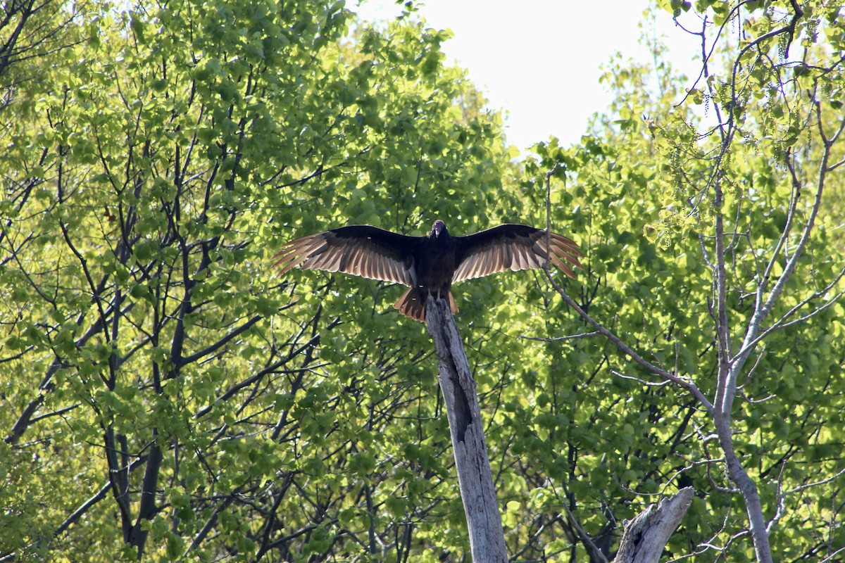 Turkey Vulture - JACOB STASSO