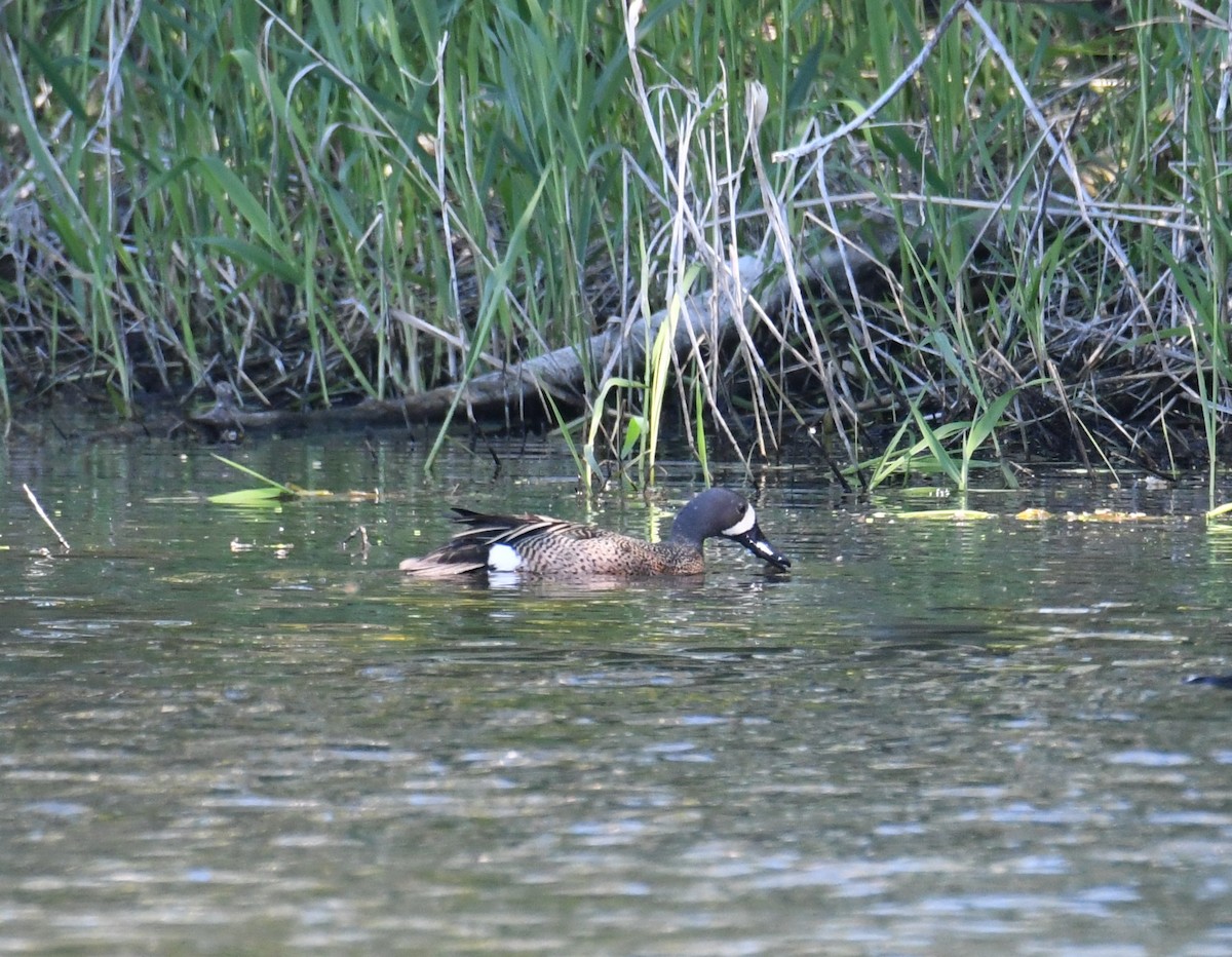 Blue-winged Teal - John Cooper