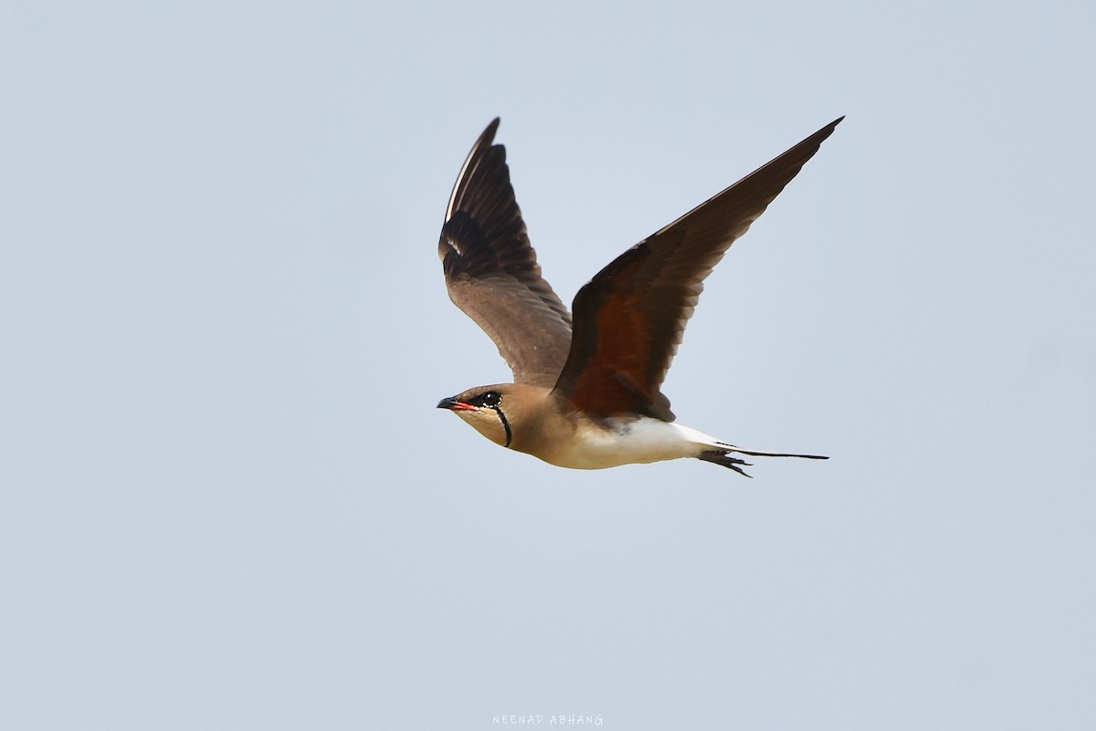 Collared Pratincole - Neenad Abhang