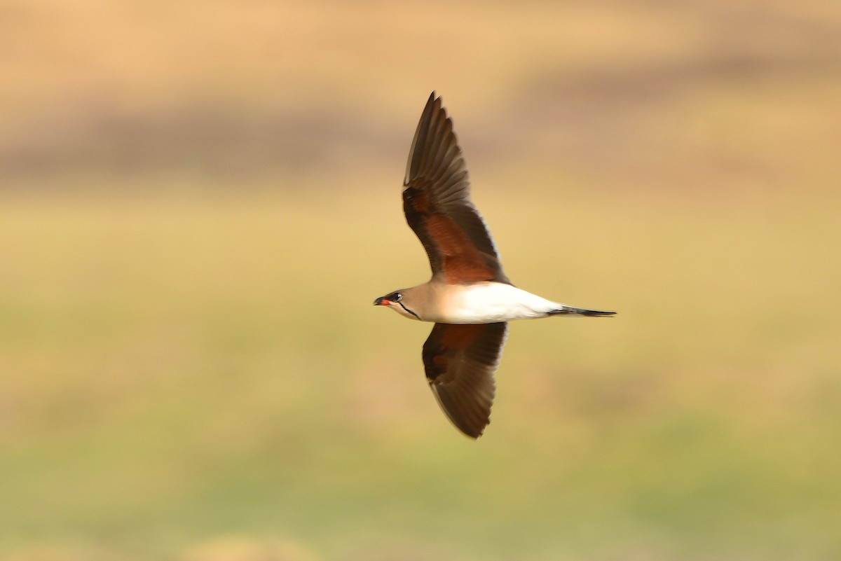 Collared Pratincole - Neenad Abhang