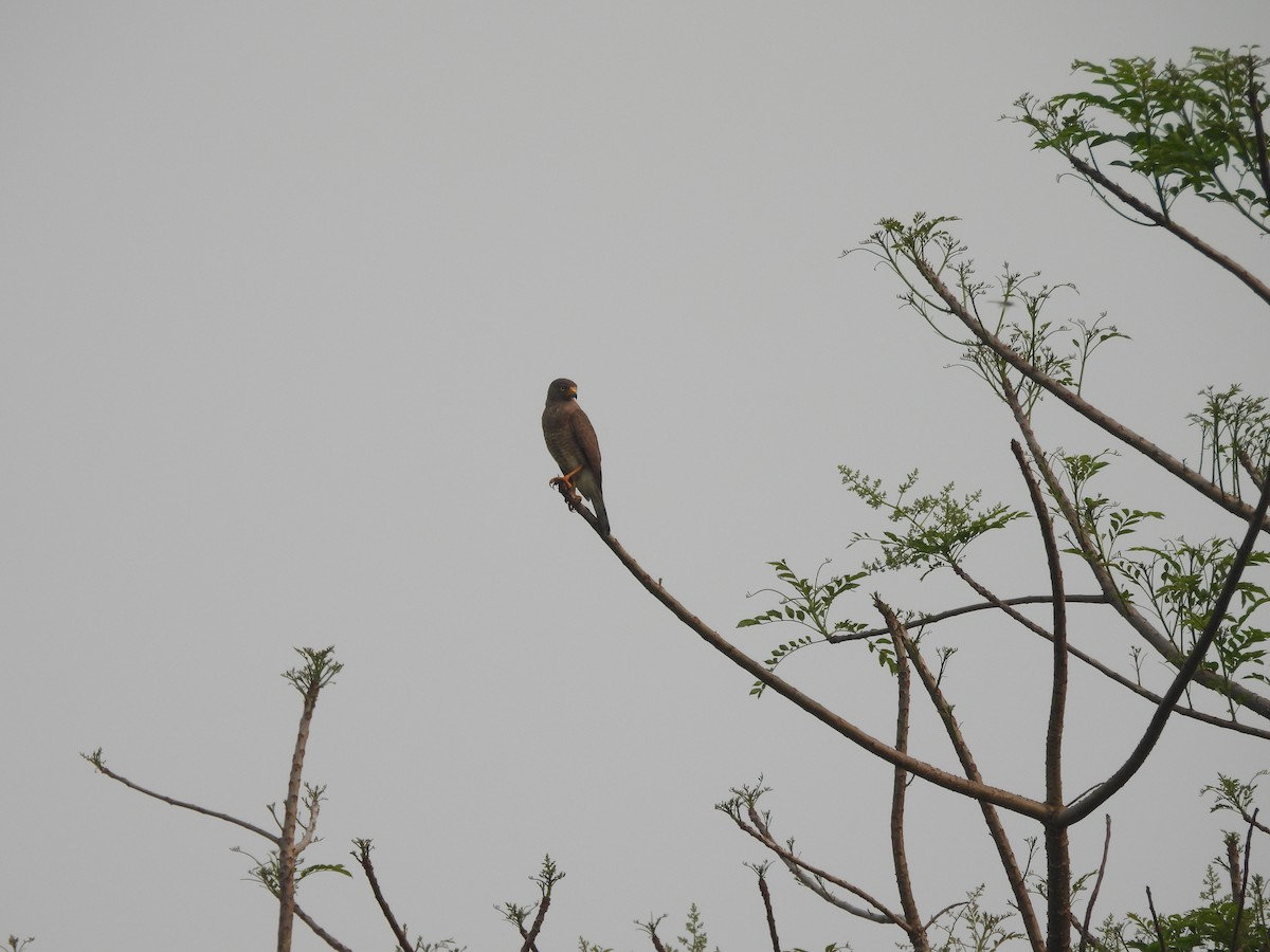 Roadside Hawk - Manuel Graniel