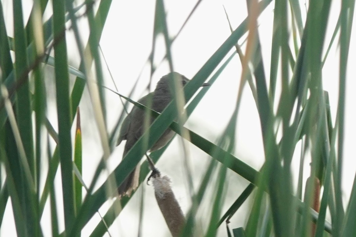 Clamorous Reed Warbler - Brecht Caers
