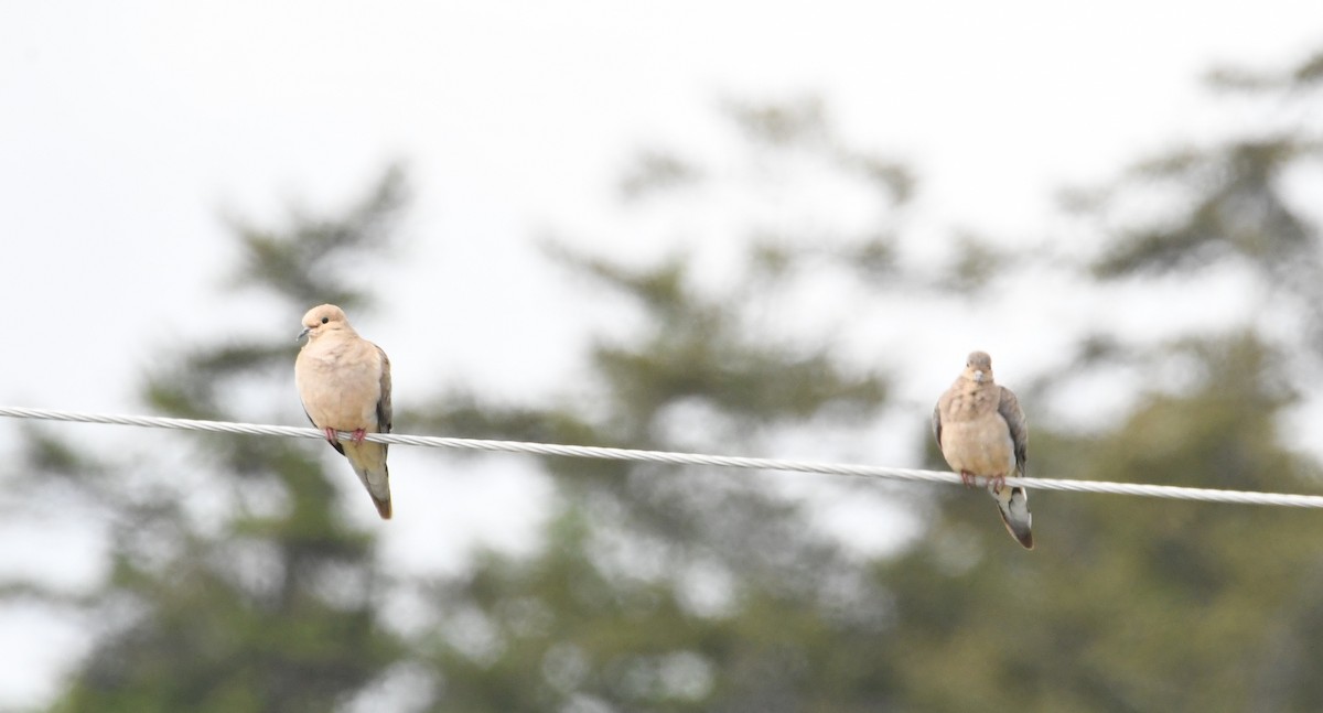 Mourning Dove - John Cooper