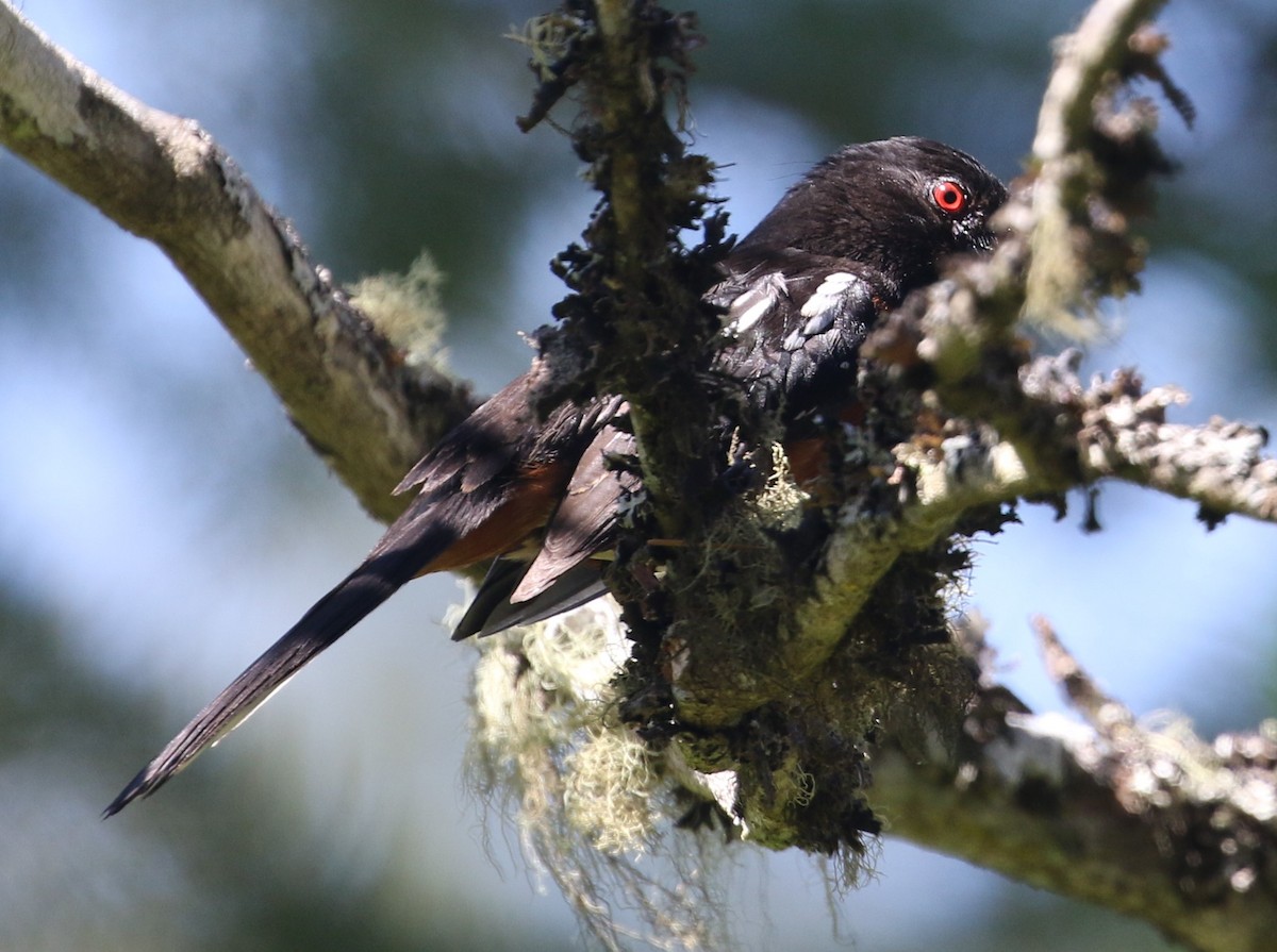 Spotted Towhee (oregonus Group) - ML619068610