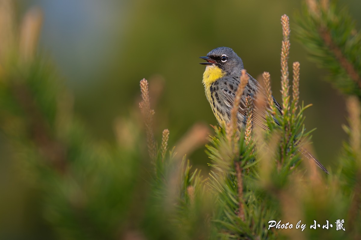 Kirtland's Warbler - Hanyang Ye