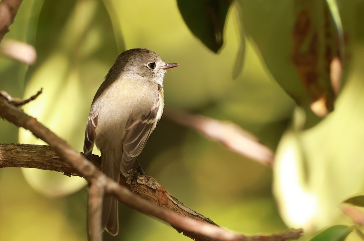 Dusky Flycatcher - Lukas Evans