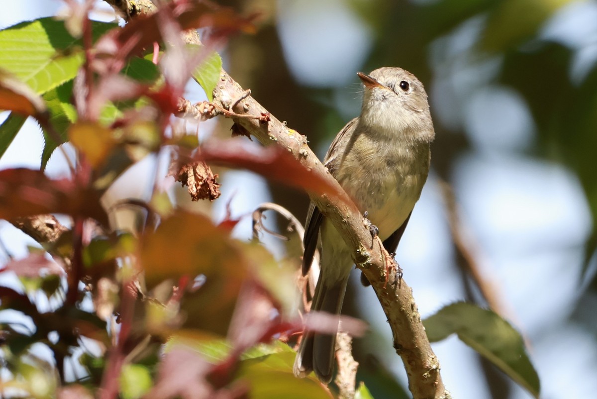 Dusky Flycatcher - ML619068625