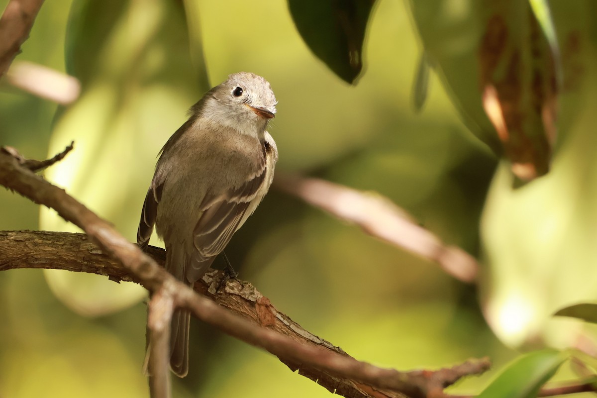 Dusky Flycatcher - Lukas Evans