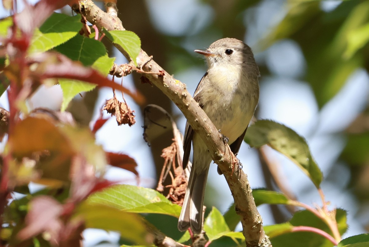 Dusky Flycatcher - Lukas Evans