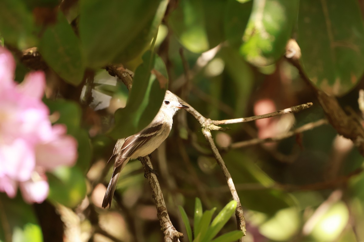 Dusky Flycatcher - Lukas Evans