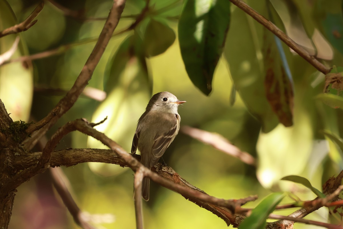 Dusky Flycatcher - Lukas Evans