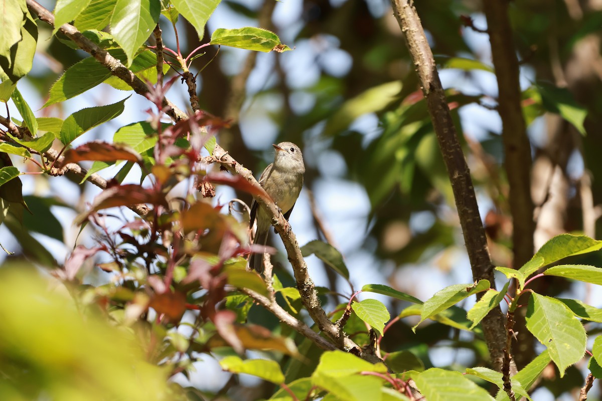 Dusky Flycatcher - Lukas Evans