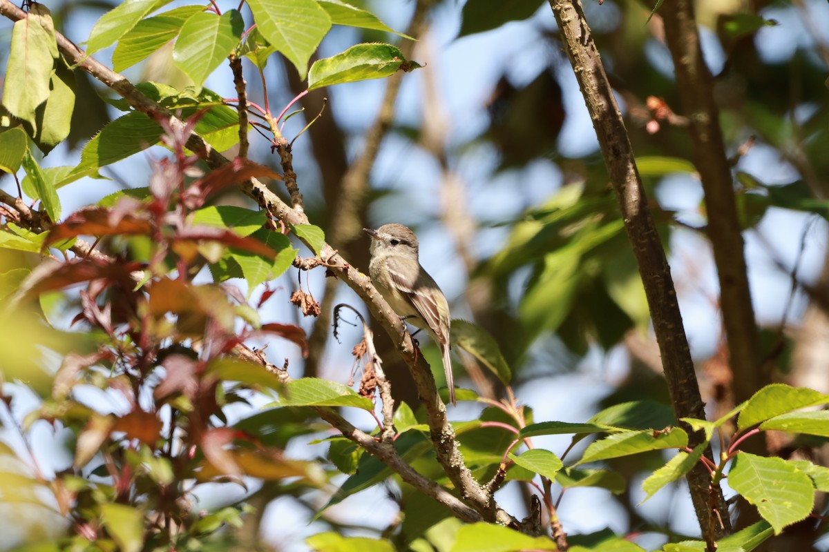 Dusky Flycatcher - Lukas Evans