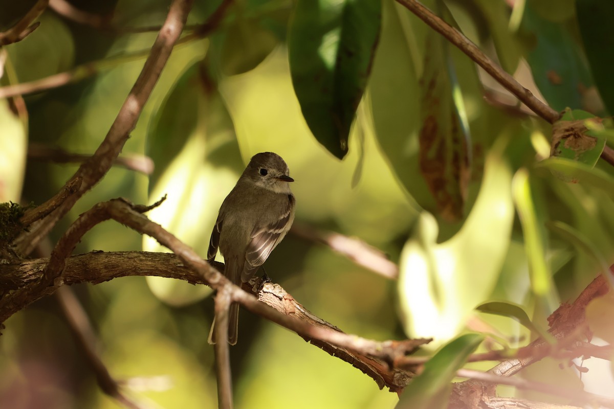 Dusky Flycatcher - Lukas Evans