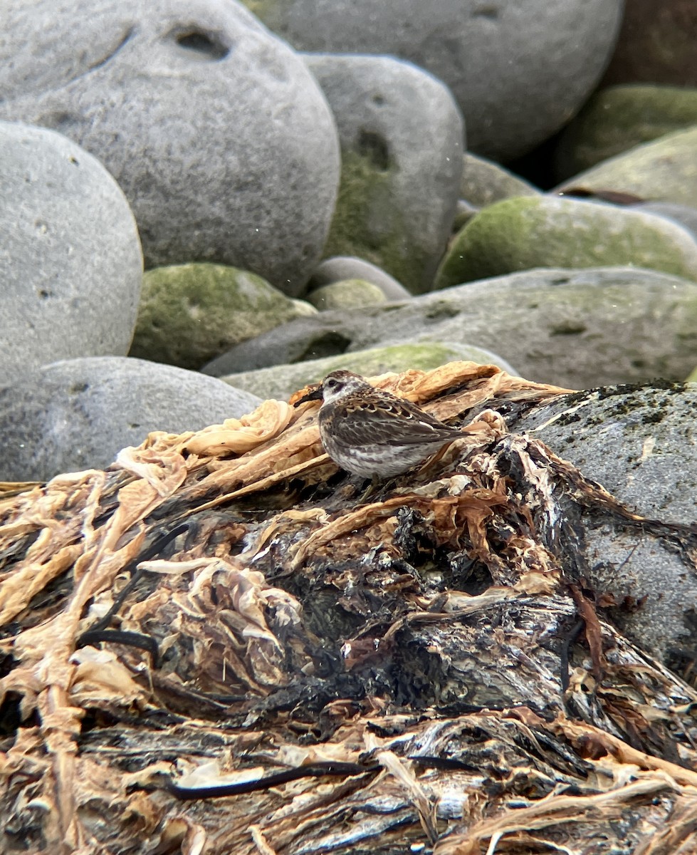 Rock Sandpiper - Brandon Wagner