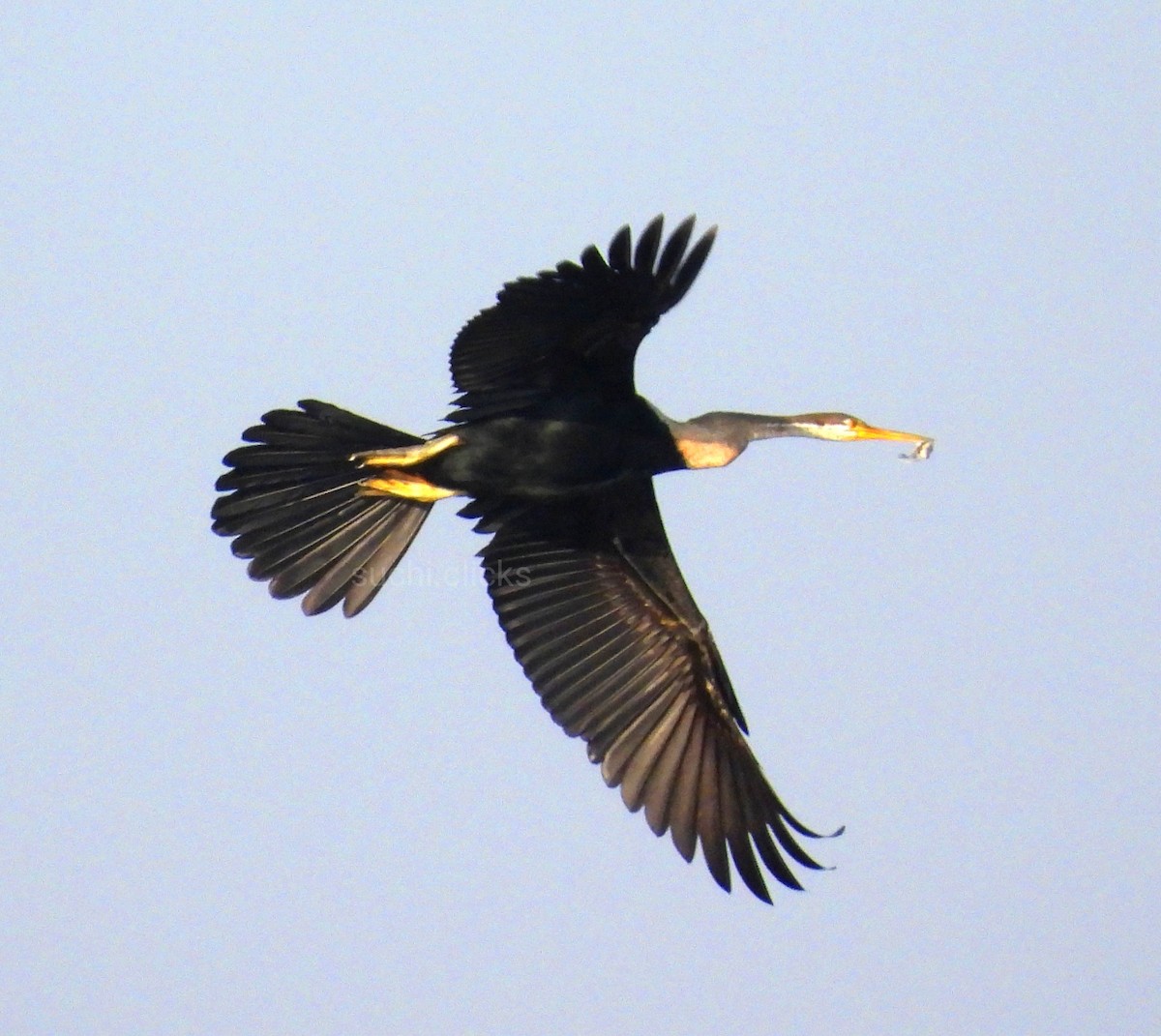 Oriental Darter - Suchitra S