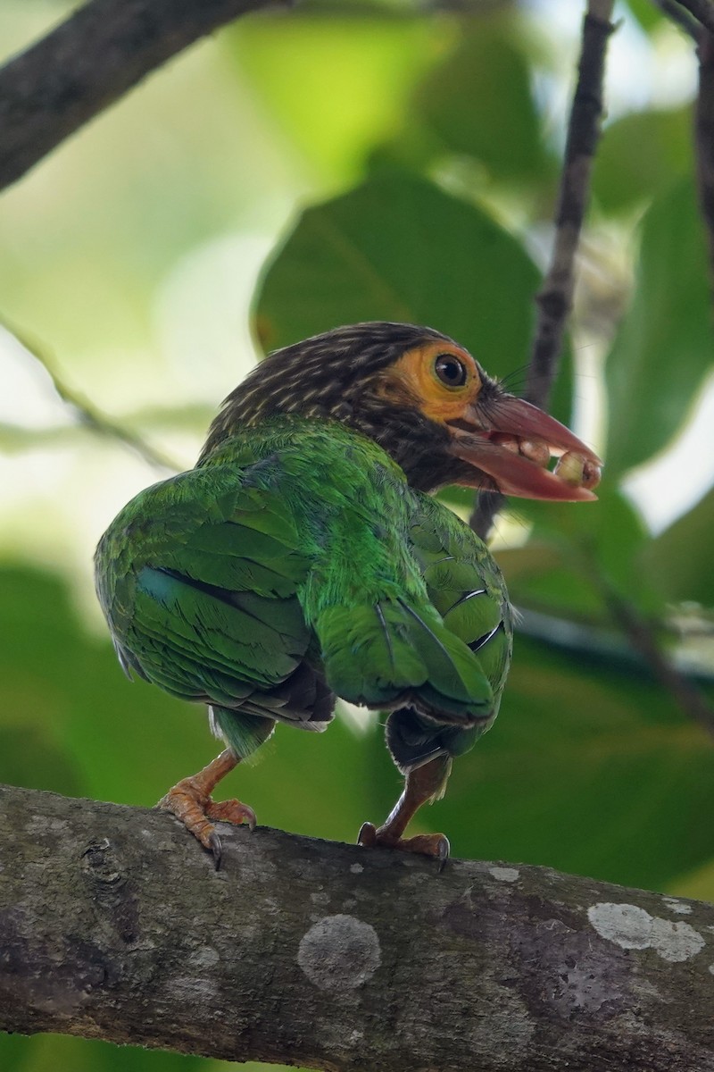 Brown-headed Barbet - Brecht Caers