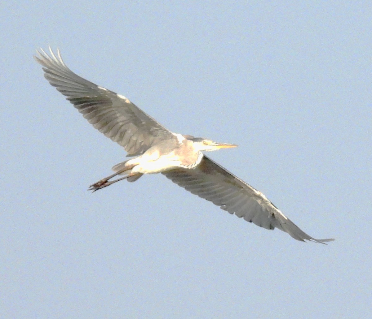 Gray Heron - ML619068650