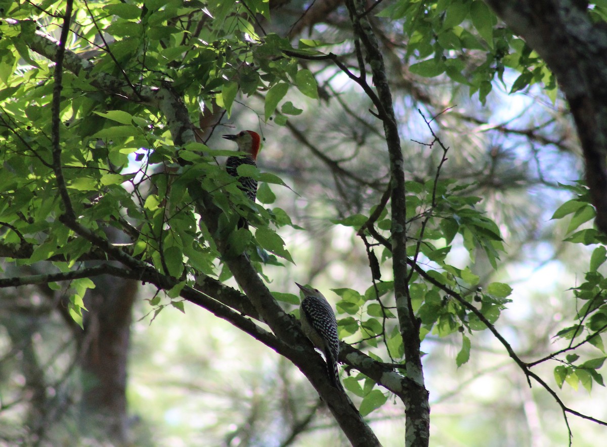 Red-bellied Woodpecker - Mike Major