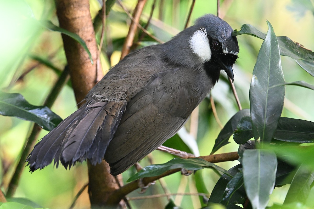 Black-throated Laughingthrush (Black-throated) - ML619068670