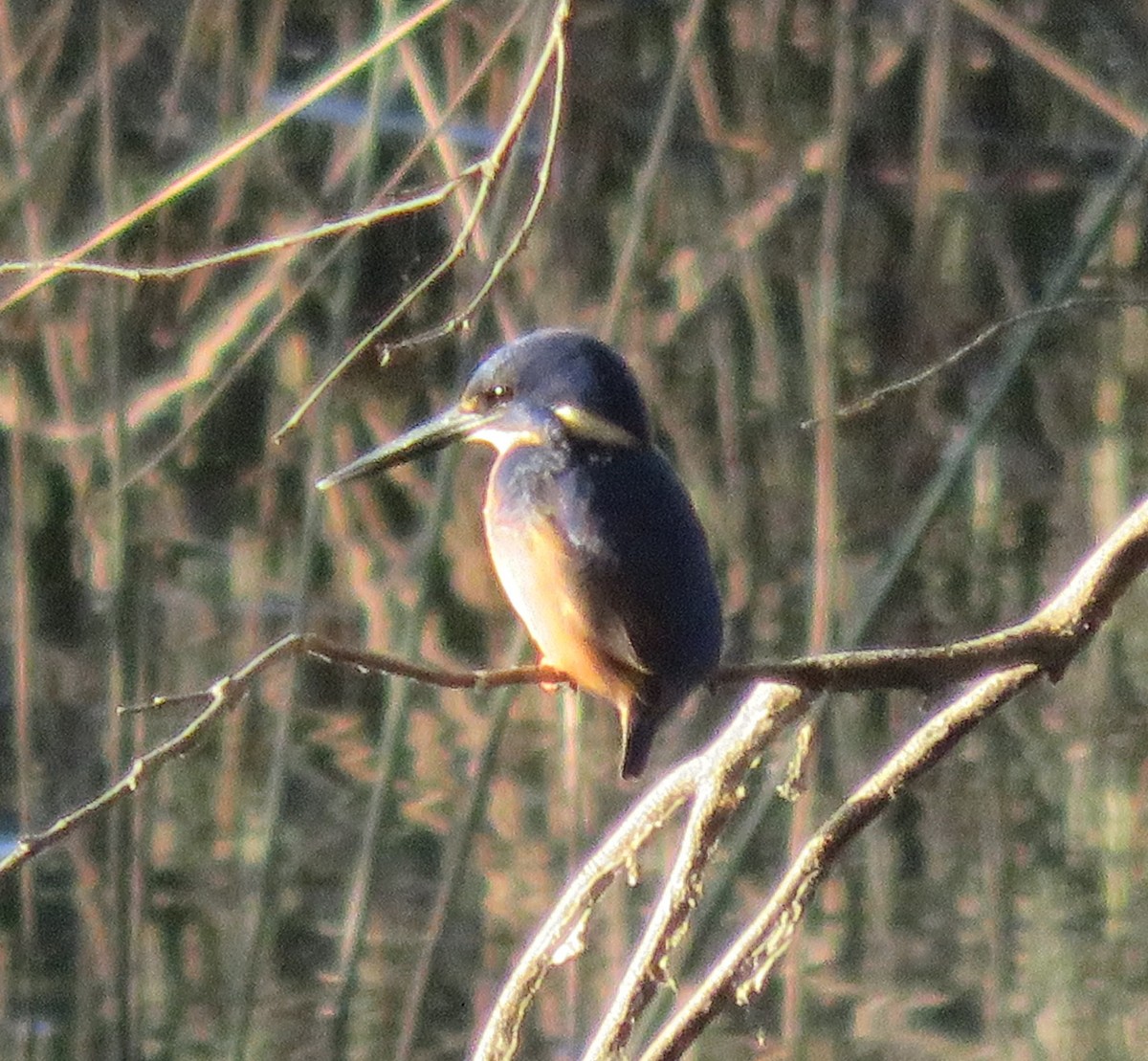 Martin-pêcheur à dos bleu - ML619068675