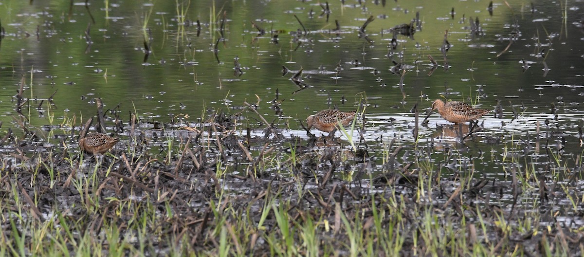 Long-billed Dowitcher - ML619068678